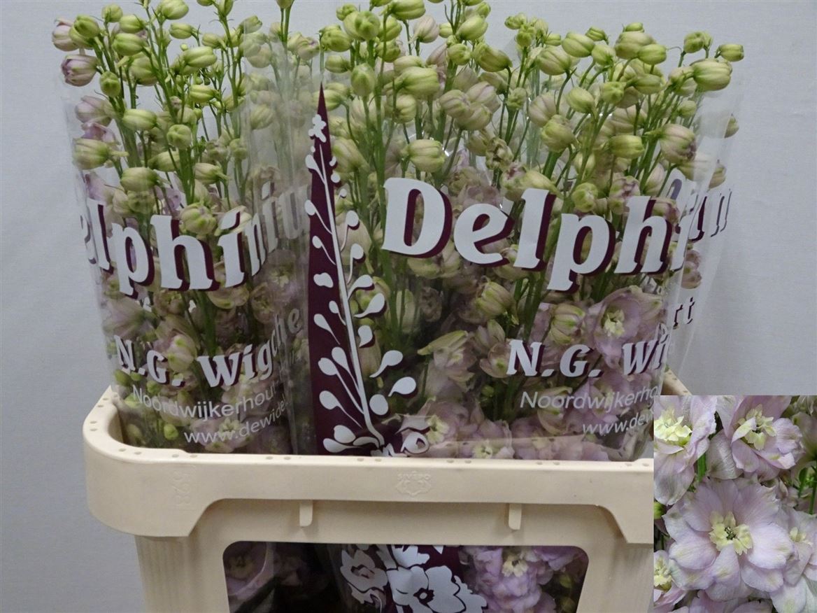 Delphinium Double Dewi Fame 80cm