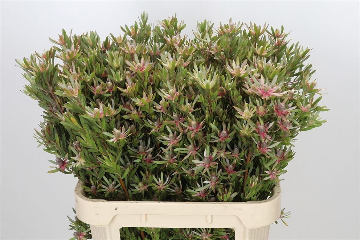 Leucadendron Ayoba Star Pearl 80cm Spray