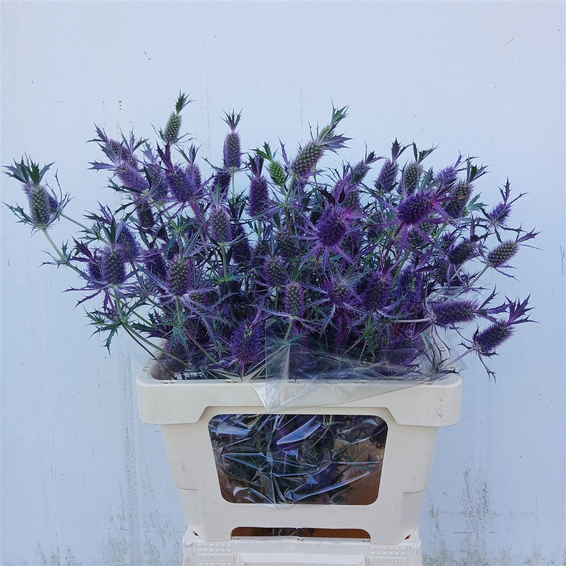 Eryngium 60cm