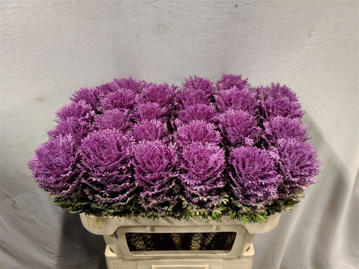 Brassica Crane Queen 70cm