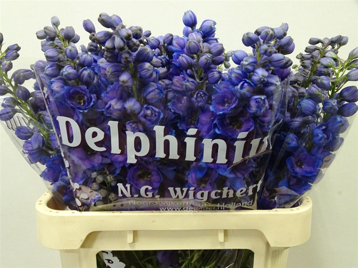 Delphinium Double Dewi Purple Smile 80cm