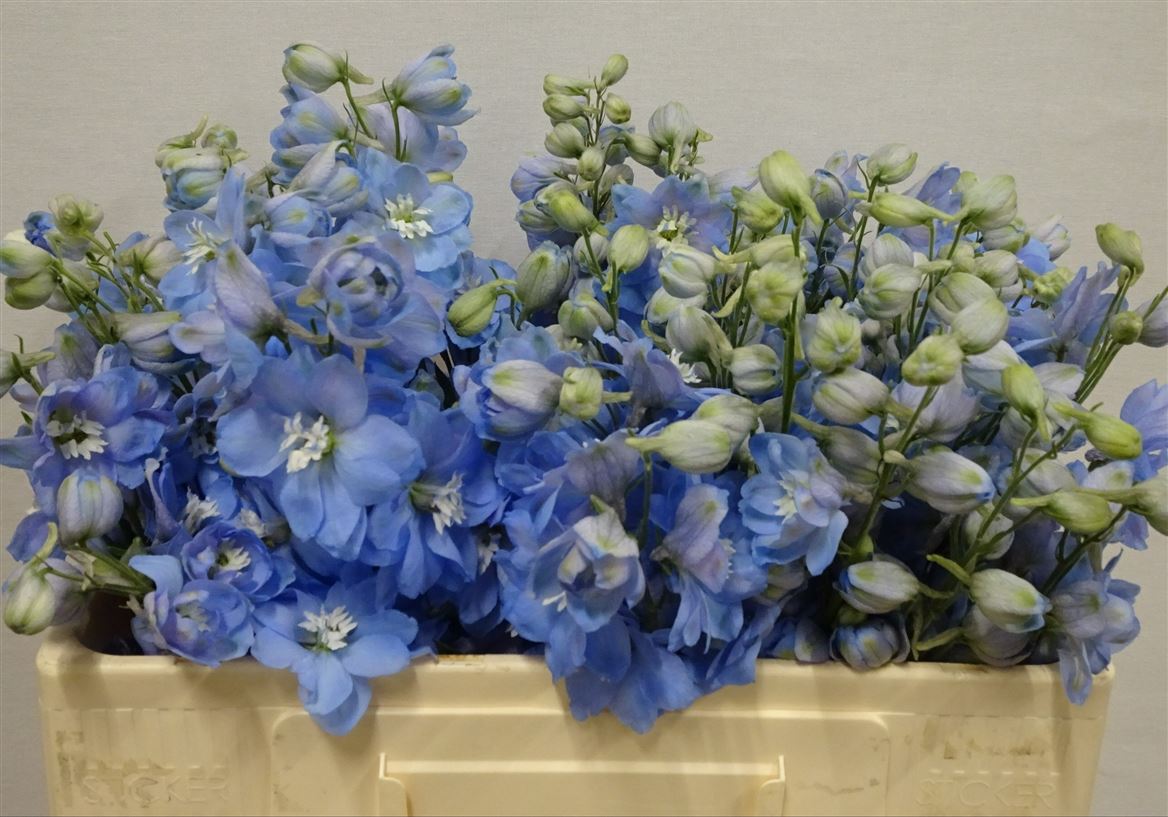 Delphinium Double Dewi Boy 50cm