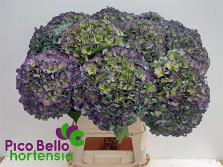 Hydrangea Royal Parade Classic 90cm 24-26cm Hd