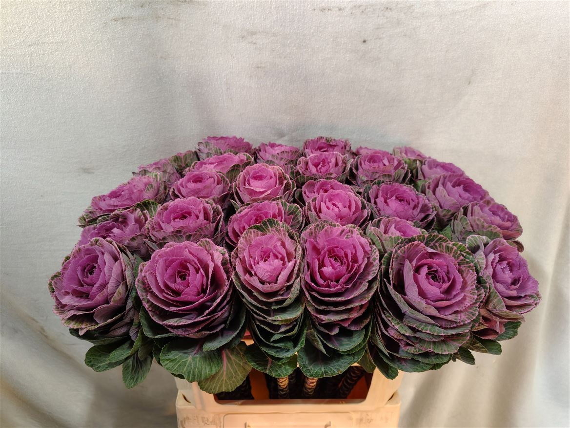 Brassica Condor Red 70cm