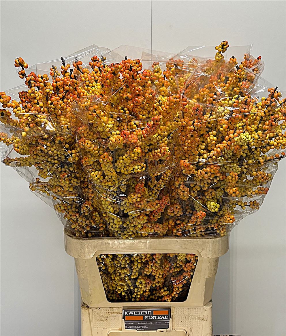 Ilex Verticillata Ilexia Victoria 100cm