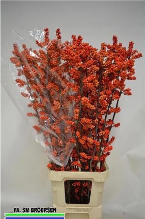 Ilex La Range 130cm