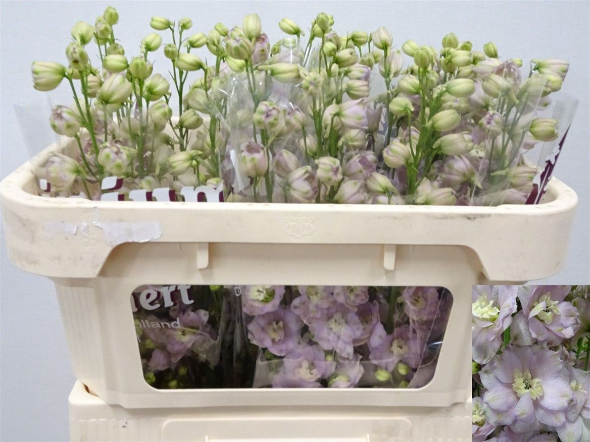 Delphinium El Double Dewi Fame 60cm