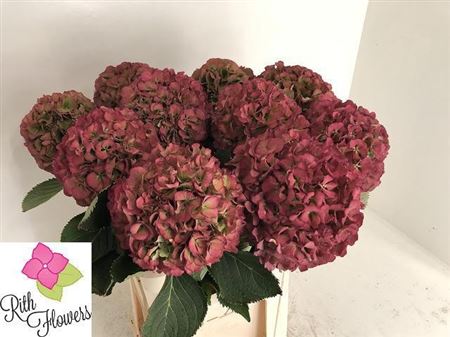 Hydrangea Elbtal Classic 80cm 22-24cm Hd