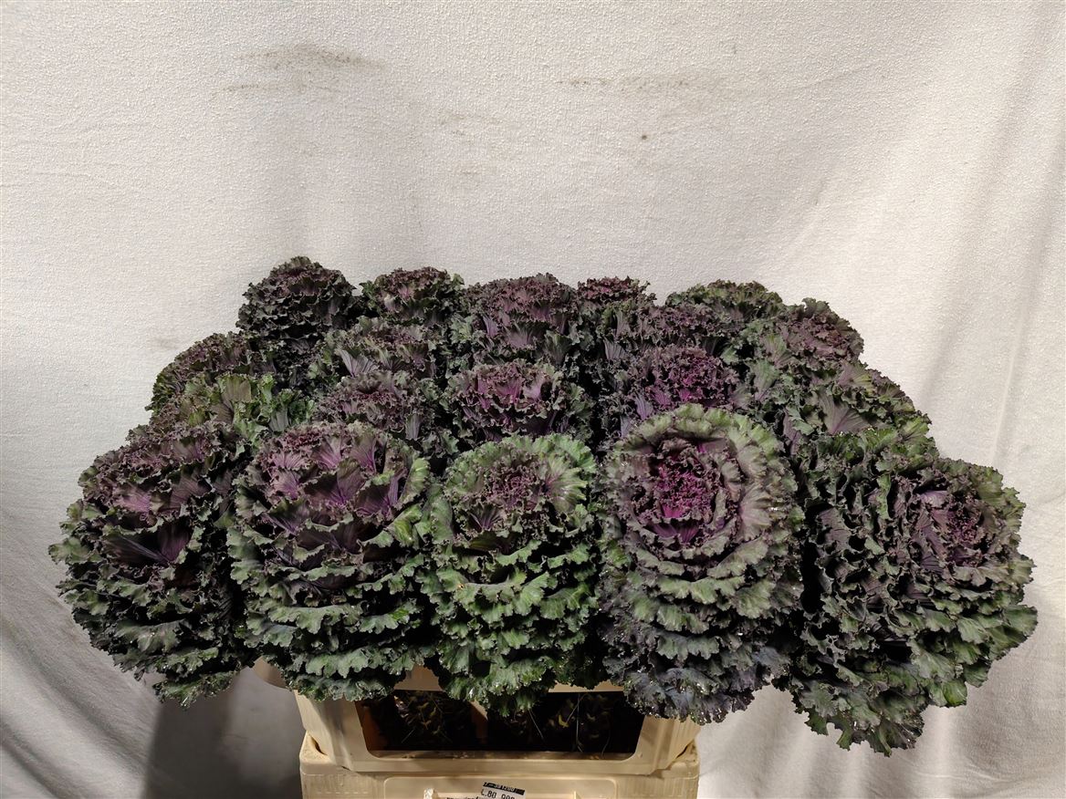 Brassica Black Angel 70cm