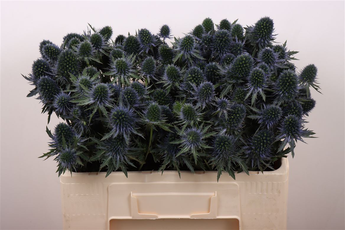Eryngium Alpinum Perseus Questar 50cm