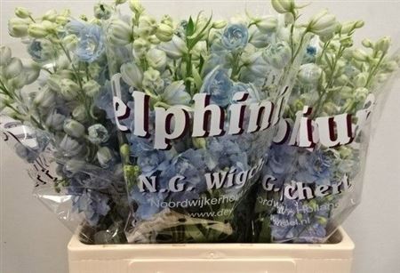 Delphinium El Dewi Boy 60cm