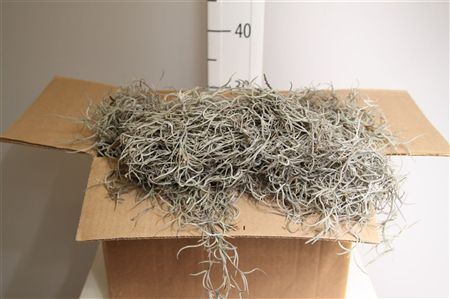 Till Usneoides Super Fine