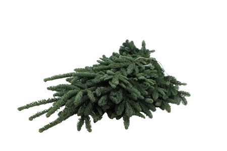 Abies Procera Nobilis Blue Per Kilo 